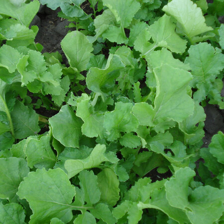 Trident Leaf Ramenas 25 kg Multiresistant - Provides Good Weed Suppression