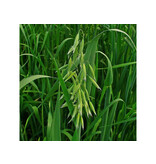 DLF Japanischer Hafer (Vitalli) 20 kg - Gründüngungssaatgut kaufen? Graszaadselect.com