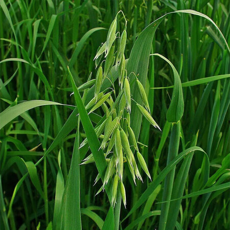 DLF Japanese Oats (Vitalli) 20 kg - Buy Green manure crops? Graszaadselect.com