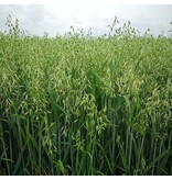 DLF Japanese Oats (Vitalli) 20 kg - Buy Green manure crops? Graszaadselect.com