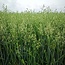 DLF Japanese Oats (Vitalli) 20 kg - Buy Green manure crops? Graszaadselect.com