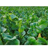 Trident Leaf Ramenas 25 kg Multiresistant - Provides Good Weed Suppression