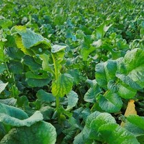 Trident Fodder radish 25 kg Multiresistant