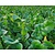 Trident Fodder radish 25 kg Multiresistant