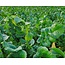 Trident Leaf Ramenas 25 kg Multiresistant - Provides Good Weed Suppression