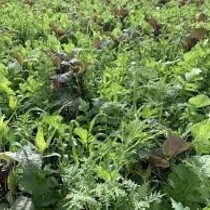 TerraLife VitaMaxx TR 25 kg