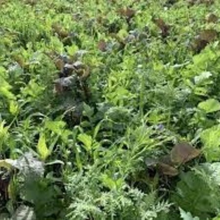 TerraLife VitaMaxx TR 25 kg - Gründüngung kaufen? - Viehzuchtbetriebe - Graszaadselect.com