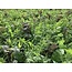 TerraLife VitaMaxx TR 25 kg - Buying green manures? - Cattle farms - Graszaadselect.com