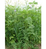 TerraLife VitaMaxx TR 25 kg - Buying green manures? - Cattle farms - Graszaadselect.com