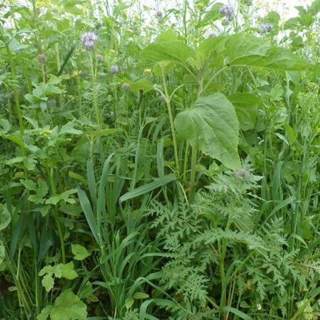 TerraLife VitaMaxx TR 25 kg - Gründüngung kaufen? - Viehzuchtbetriebe - Graszaadselect.com