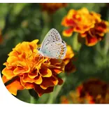 Tagetes Patula Sparky Mixed 10 kg - Gründüngung kaufen? - Graszaadselect.com