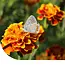 Tagetes Patula Sparky Mixed 10 kg - Groenbemesters Kopen? - Graszaadselect.nl