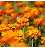 Tagetes Patula Sparky Gemischt 10 kg - Gründüngung kaufen? - Graszaadselect.com
