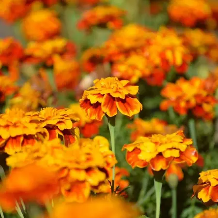 Tagetes Patula Sparky Mixed 10 kg - Gründüngung kaufen? - Graszaadselect.com