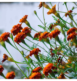 Tagetes Patula Sparky Gemischt 10 kg - Gründüngung kaufen? - Graszaadselect.com