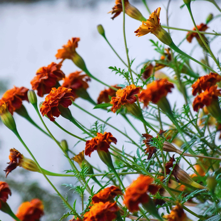Tagetes Patula Sparky Mixed 10 kg - Groenbemesters Kopen? - Graszaadselect.nl