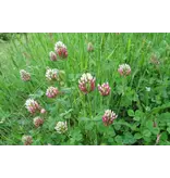 M Clover 100% Basterd 1 kg - Buy green manure crops? Graszaadselect.com