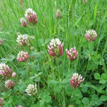 M Clover 100% Bastard 1 kg