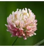 M Clover 100% Basterd 1 kg - Buy green manure crops? Graszaadselect.com
