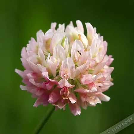 M Clover 100% Basterd 1 kg - Buy green manure crops? Graszaadselect.com