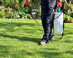Controlling Weeds In Lawn
