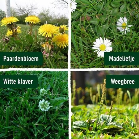 Compo Lawn Fertiliser & Weed Killer 7,5 kg 250m2 - 2 In 1 - Graszaadselect.com