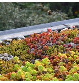 EcoStyle Myco-Sedum 10 kg - Für ca. 140 m2 - Dachbegrünung und Sedum - Graszaadselect.com