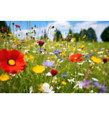 Buzzy Wildbloemen Mix 250g 125 m2 - Eenjarige En Meerjarige Bloemen Gemengd