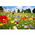 Buzzy Wildflower Mix 250g 125 m2