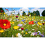 Buzzy Wildbloemen Mix 250g 125 m2 - Eenjarige En Meerjarige Bloemen Gemengd