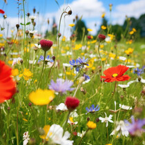 Wildblumen - Mix - 50 gr. 25m2