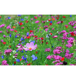 Buzzy Field Flowers Mix - 150 m2 - Buzzy Seeds mixtures Buy? Graszaadselect.com