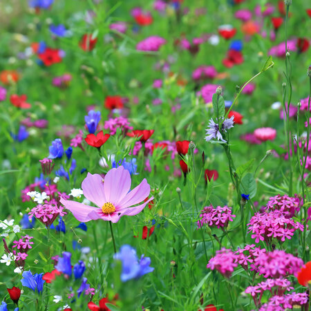 Buzzy Feldblumenmischung - 150 m2 - Buzzy Samen Mischungen Kaufen? Graszaadselect.com