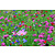 Buzzy Feldblumenmischung - 250 g 150 m2
