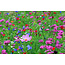 Buzzy Veldbloemen Mix - 150 m2 - Buzzy Zaden mengsels Kopen? Graszaadselect.nl