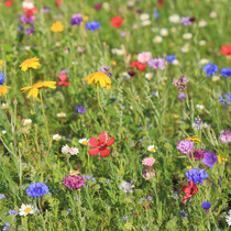 Wiesenblumen 50g - 25 m2