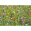 Buzzy Weidebloemen 50g - 25 m2 - Gemengde Bloemzaden Kopen? Graszaadselect.nl