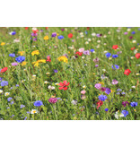 Buzzy Wiesenblumen 250g - 125 m2 - Gemischte Blumensamen Online kaufen? Graszaadselect.com
