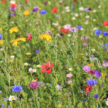 Wiesenblumen 250g - 125 m2