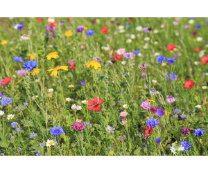 Meadow Flowers 250g - 125 m2 - Mixed Flower Seeds Buy Online