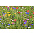 Buzzy Wiesenblumen 250g - 125 m2