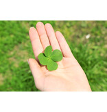 DLF Microclover 5 kg – Immer ein grüner Rasen