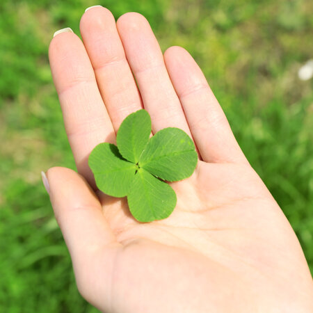 DLF Microclover 5 kg - Always A Green Turf