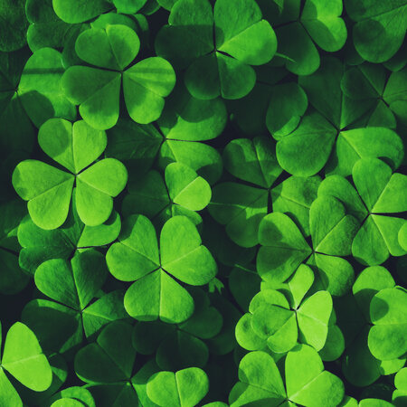 DLF Microclover 5 kg - Always A Green Turf