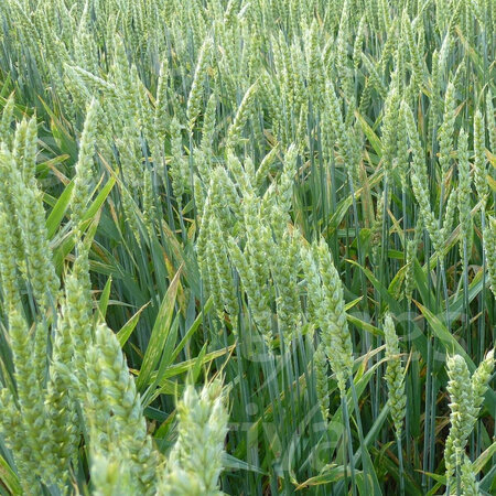 Wintertarwe 125 kg - Groenbemester - Graszaadselect.nl