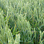 Winter Wheat 125 kg - Green manure - Graszaadselect.com