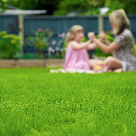 Masterline DLF Known for their rapid germination, strong growth and recovery!