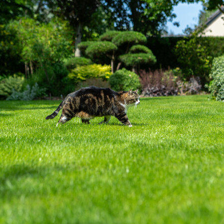Masterline DLF Speel & Sport - 7,5 kg - 300m² - Voor Een Sterke Groei En Geweldig Herstel!