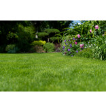 Masterline DLF Schaduw & Sier - 4,5 kg - 180m² - Professioneel Grasmengsel Voor Schaduwrijke Plekken.