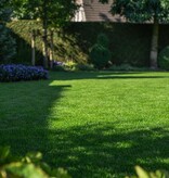 Masterline DLF Schatten & Zier - 7,5 kg - 300 m² - Die Nr. 1 für Grassamen - Graszaadselect.de